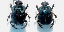 Megaphanaeus bonaerensis (Argentina)