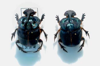 Megaphanaeus bonaerensis (Argentina)