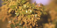 Coscoja / carrasca - Flor (Quercus coccifera)