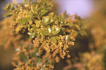 Coscoja / carrasca - Flor (Quercus coccifera)