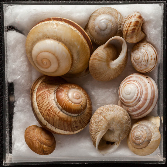 IES_ISABELLACATOLICA_BIOLOGIA_344