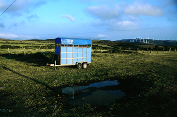 Van de caballos en una pradera de Lugo, Galicia