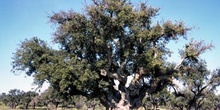 Alcornoque El Abuelo - Parque de Monfragüe