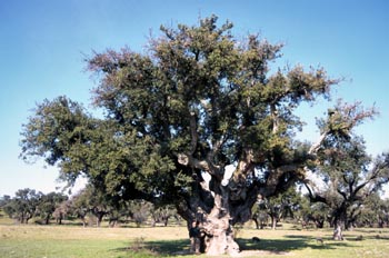 Alcornoque El Abuelo - Parque de Monfragüe