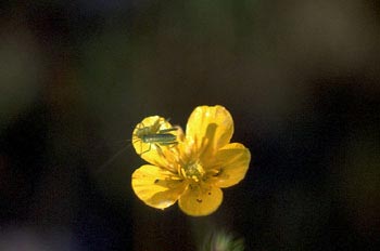 Grillo de matorral (Tettigoniidae fam.)