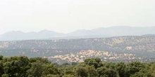 Encina - Bosque (Quercus ilex)