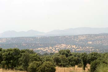 Encina - Bosque (Quercus ilex)