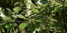 álamo cano - Hoja (Populus canescens)