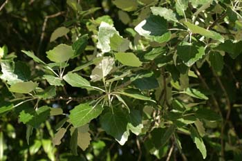álamo cano - Hoja (Populus canescens)