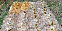 Secado tradicional del grano, Sulawesi, Indonesia
