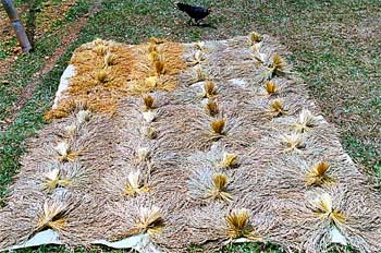 Secado tradicional del grano, Sulawesi, Indonesia