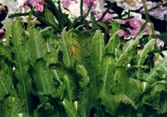 Alga caulerpa (Caulerpa sp.)