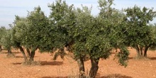 Olivo - Porte (Olea europaea)