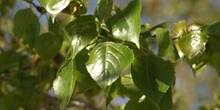 Chopo de Canadá - Hojas (Populus x canadensis)