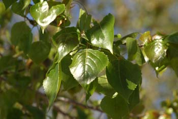 Chopo de Canadá - Hojas (Populus x canadensis)