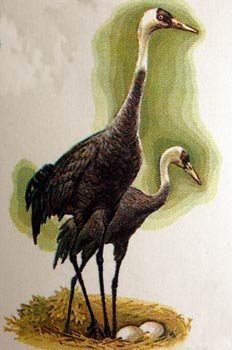 Grulla de cuello blanco