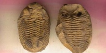 Trilobites - Ordovicico