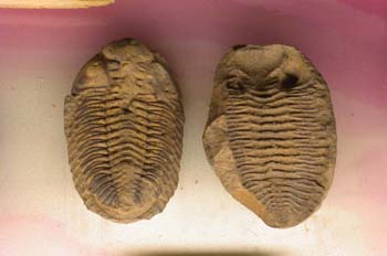 Trilobites - Ordovicico
