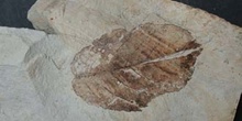 Alnus occidentalis (Angiosperma) Mioceno