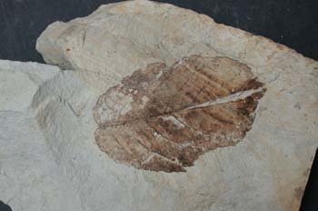 Alnus occidentalis (Angiosperma) Mioceno