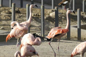 Flamencos