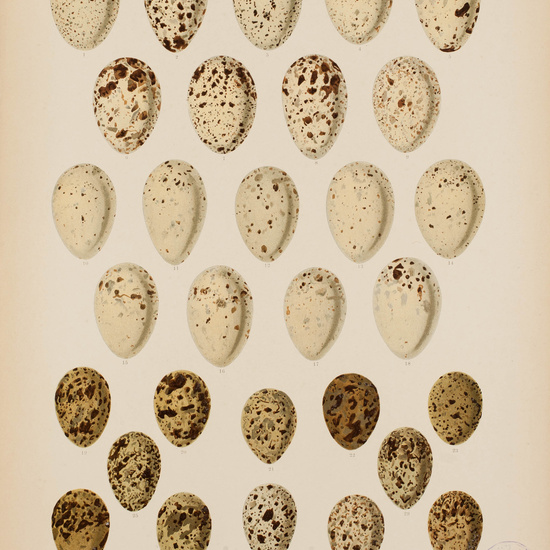 IES_CARDENALCISNEROS_AVES_LAMINAS_113