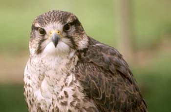 Esmerejón (Falco columbarius)