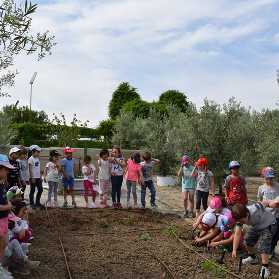 Siembra Huerta Balta 5 años 2018 18