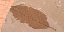Hoja de Planifolio (Planta-Angiosperma) Oligoceno