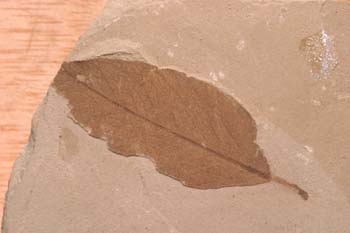Hoja de Planifolio (Planta-Angiosperma) Oligoceno
