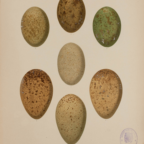 IES_CARDENALCISNEROS_AVES_LAMINAS_037