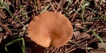 Clitocybe inversa