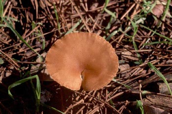 Clitocybe inversa