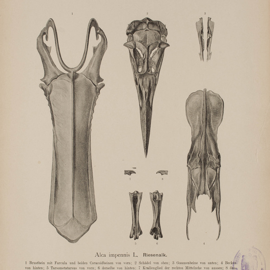 IES_CARDENALCISNEROS_AVES_LAMINAS_142