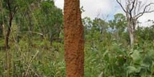 Termitero estrecha y alargada, Kakadu, Australia