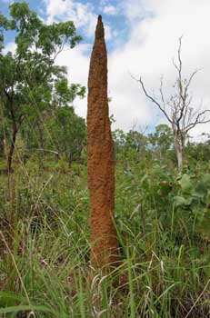 Termitero estrecha y alargada, Kakadu, Australia