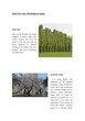 Some Trees with a Mythological Origin