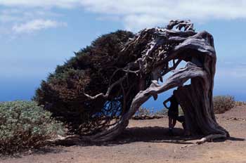 Drago, Islas Canarias