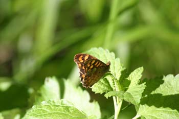 Saltamuros (Pararge aegeria)