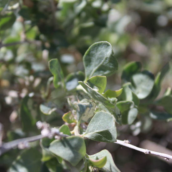 Asphodelus ramosus_2