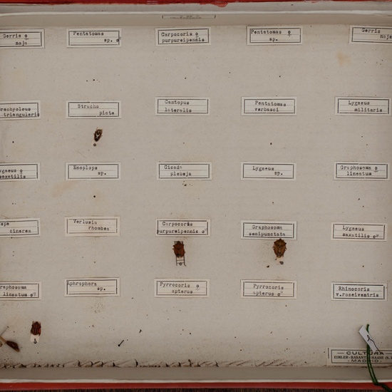 IES_CARDENALCISNEROS_Insectos_008