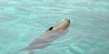 Foca común (Phoca vitulina)