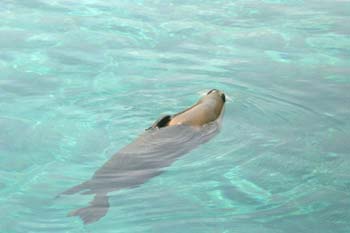 Foca común (Phoca vitulina)