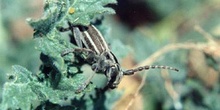 Longicornio zapador (Dorcadion martinezi)