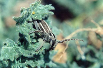 Longicornio zapador (Dorcadion martinezi)