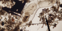Oligoqueto chaetogaster
