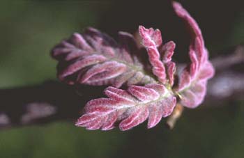 Rebollo / melojo - Hoja (Quercus pyrenaica)