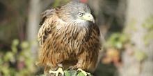 águila