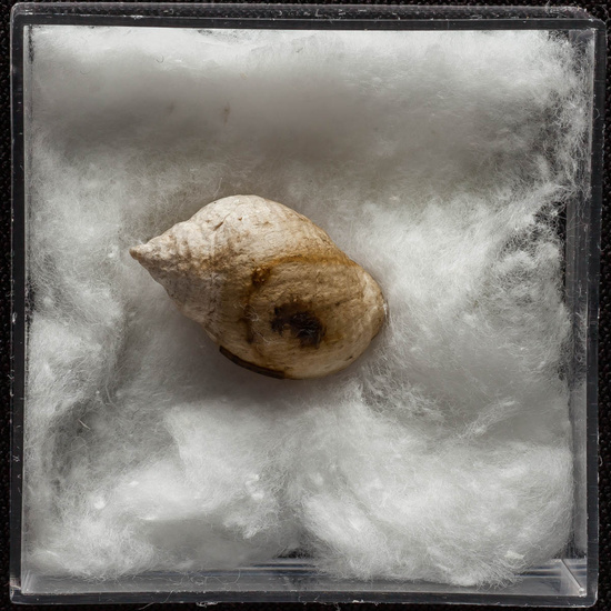 IES_ISABELLACATOLICA_BIOLOGIA_309