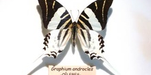 Graphium androcles (Islas Célebes)